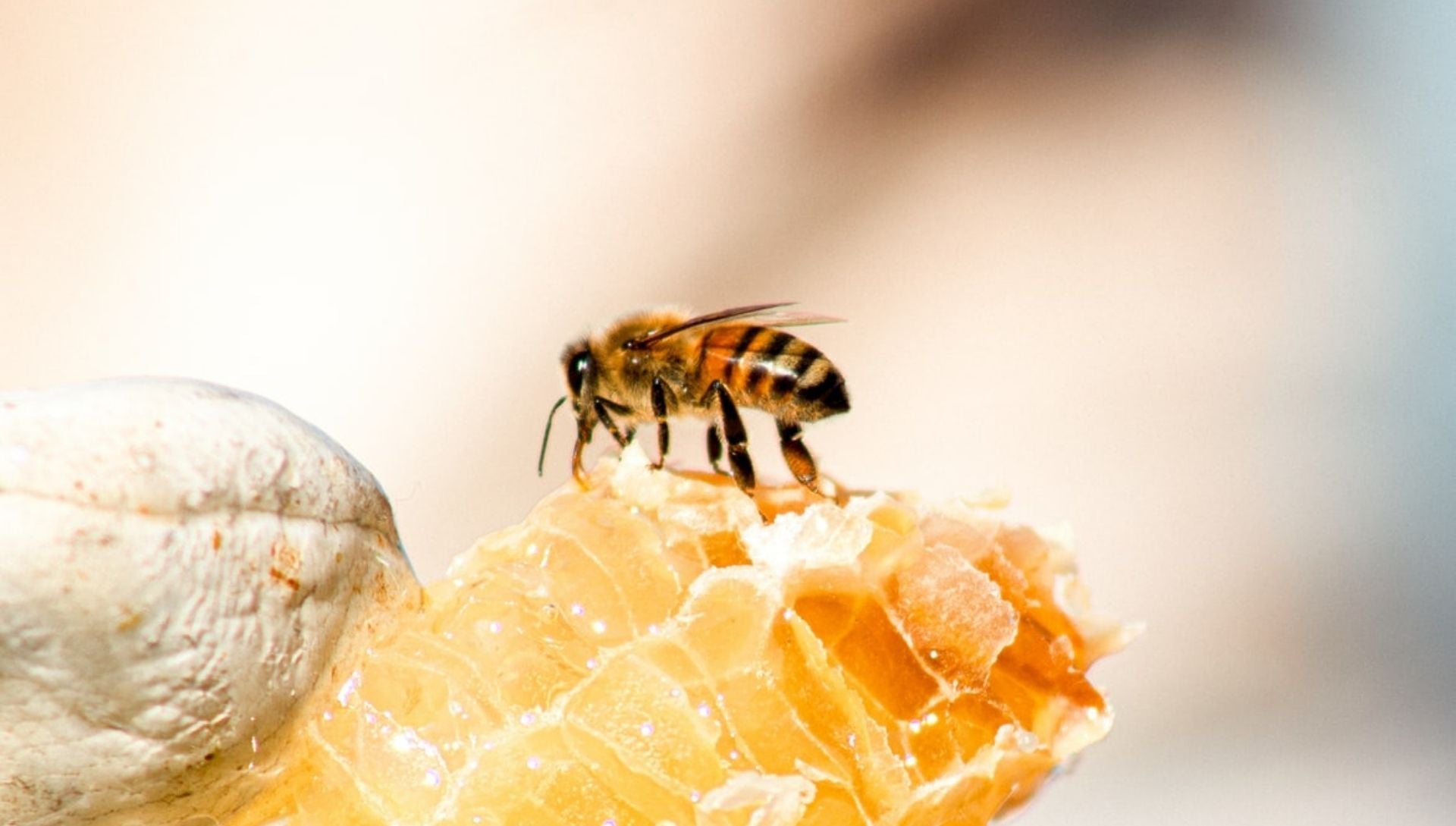 Combien d'abeilles faut-il pour produire un kilo de miel ?